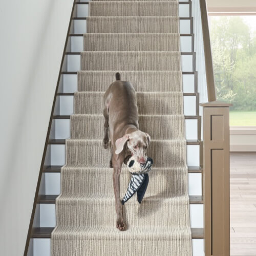 Dog running on stair | New York Carpets & Flooring