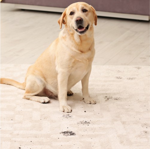 Footprints of dog on hardwood floor | New York Carpets & Flooring